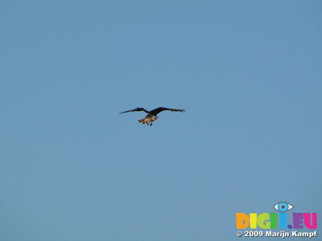 SX09264 Buzzard (Buteo buteo) preying in blue sky